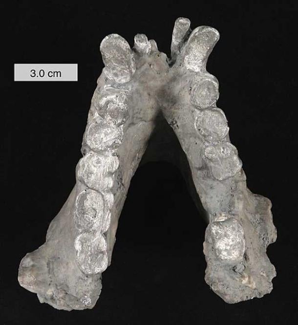 Mandíbula inferior de Gigantopithecus blacki (molde). En las colecciones del Colegio de Wooster, Ohio.