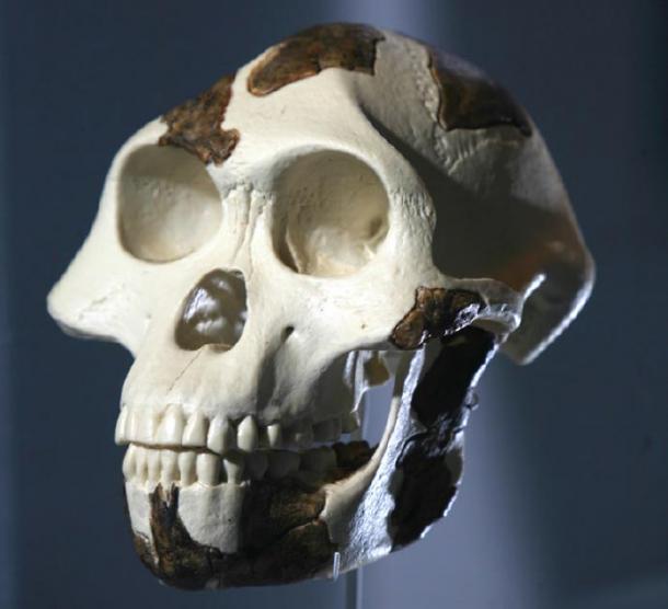 Lucy’s skull, the cavities for arteries are smaller than great apes. (Tadias Magazine / CC BY-SA 2.0)