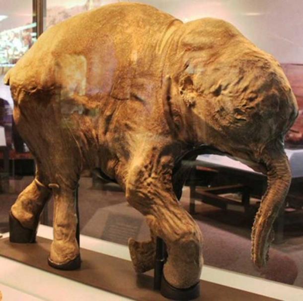 Lyuba, a mummified woolly mammoth calf in Chicago. American researchers are studying to bring mammoths back to life. (Chiswick Chap / CC BY-SA 2.0)