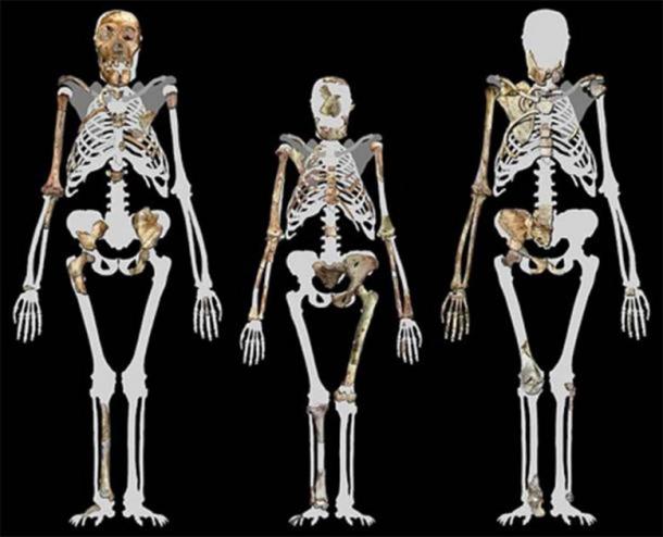 Malapa Hominin 1 (MH1) left, Lucy (AL 288-1 (Center), and Malapa Hominin 2 (MH2) right. (Image compiled by Peter Schmid courtesy of Lee R. Berger, University of the Witwatersrand. (CC BY-SA 3.0)