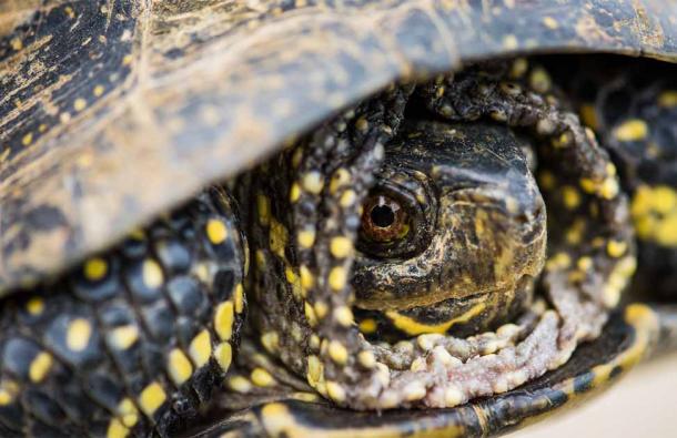 The name ‘koro’ comes from a Malayo-Indonesian term symbolizing a turtle retracting its head. Source: Aurelian Nedelcu / Adobe Stock.