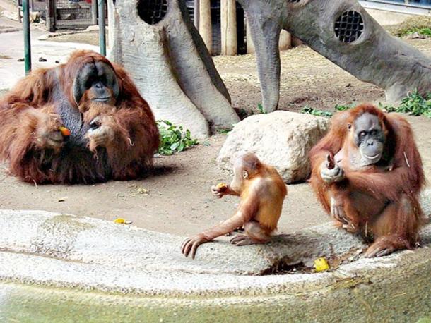 Male orangutans are not monogamous, and compete for mating with different females. In the picture, a male, female, and child Sumatran orangutans