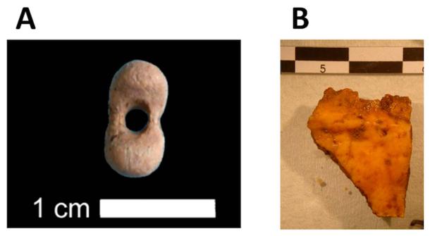 (A) Mammoth ivory pierced bead discovered in the layer of (B) bone fragment analyzed in the current study. (L. Crépin/E.-M. Geigl, provided by the author/The Conversation)