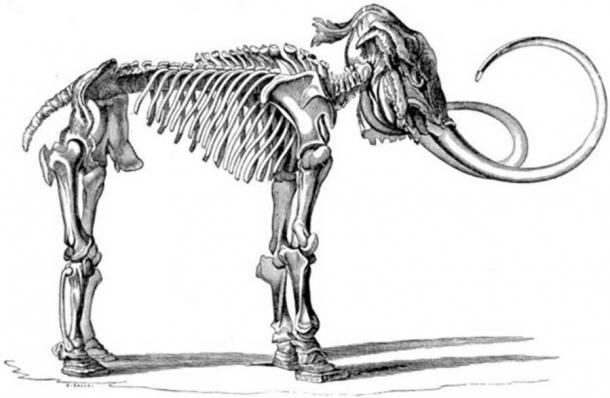 Illustration of a Mammuthus primigenius (Adams Mammoth) skeleton found with head integument and skin of the feet preserved.
