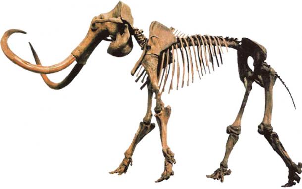 Mammuthus primigenius 