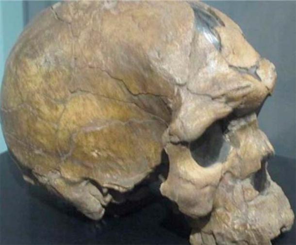 Herto Man: A 160,000-Year-Old Window into Homo Sapiens' Ancestry