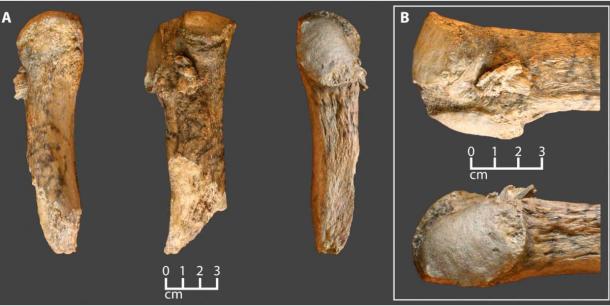 La costilla de mastodonte Manis con punta de proyectil de hueso incrustado. (A) Tres vistas del fragmento de costilla con punto incrustado. (B) Vistas de primer plano del punto incrustado. Tenga en cuenta la tinción de la raíz en el hueso y la punta ósea incrustada. (Waters et al. 2023 / Avances científicos)