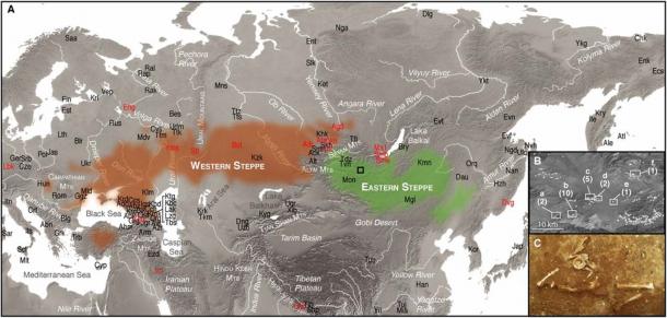 Map of the Eurasian steppes. (A) Distribution of the Western (brown) and Eastern (green) steppes and the locations of ancient (red) and modern (black) populations discussed in study. A box indicates the location of the LBA burial mounds surveyed in the Arbulag soum of Khövsgöl aimag. (B) Enhanced view of LBA burial mounds (white circles) and burial clusters selected for excavation (boxes a–f) with the number of analyzed individuals in parentheses. (C) Photograph of burial 2009-52 containing the remains of ARS026, a genetic outlier with Western steppe ancestry. (Choongwon Jeong et al., 2018)