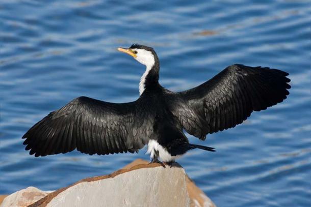 Matwiil was symbolized by a cormorant bird.