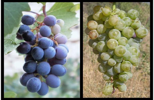 On Left - Mavro grapes used in the production of Commandaria. On Right - Xynisteri grapes used in the production of the wine also called Commanderia and Coumadarka. (CC BY-SA 3.0 / CC BY-SA 2.5)