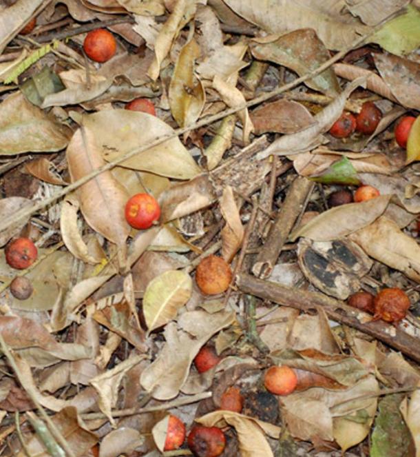 Maya nut or Ramon nut on the forest floor at El Pilar 