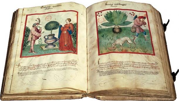 The Medieval manuscript of Paris, dedicated to wellness. Bibliothe`que nationale de France