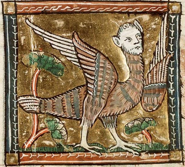 Medieval representation of a harpy, which combines the head of a woman with the body of a bird