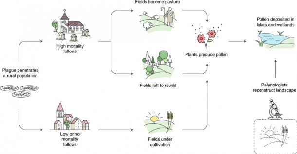 Los niveles de mortalidad de la peste negra medieval se examinaron utilizando los niveles de polen en varios lugares de Europa utilizando este enfoque. (Naturaleza Ecología y Evolución)