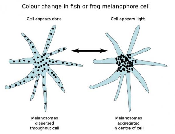 Los melanóforos con melanosomas dispersos aparecen oscuros; con melanosomas agregados parecen ligeros.