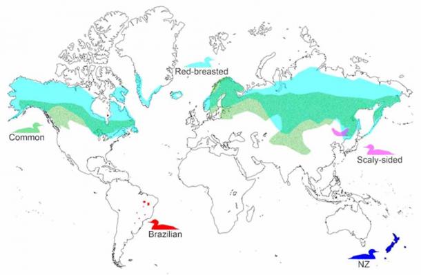 Mergansers are relatively common in the northern hemisphere but were limited to Brazil and the New Zealand region in the southern hemisphere. (Author provided/The Conversation)