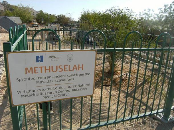 “Methuselah”, the only example of a Judean Date Palm located at Kibbutz Ketura, Israel 