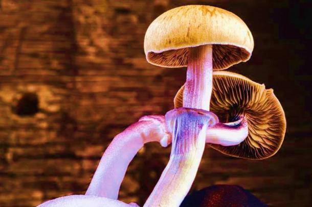 Shamanism in Ancient Mesoamerica: A Journey to the World of the Gods ...