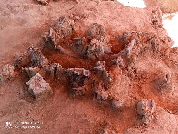 The Mexican archaeologists found the fossilized remains of almost 70 mammoths. (INAH)