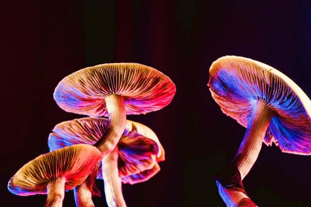 Mexican magic mushrooms. (alexander_volkov / Adobe Stock)