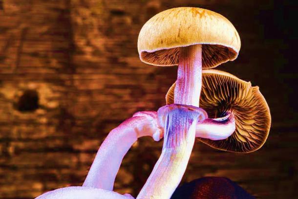 The Mexican magic mushroom or Teotlnanácatl mushroom is believed to be one or a mixture of these two psilocybin mushrooms of Mexico: Psilocybe aztecorum and | or Psilocybe mexicana.  (alexander_volkov / Adobe Stock)