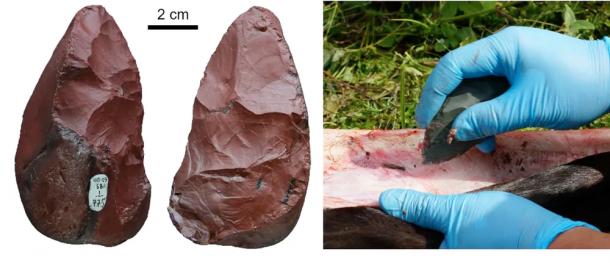 Micoquian biface used as a meat knife by Neanderthals at Chagyrskaya Cave (left, showing both sides); and butchering of horse carcass using an experimentally manufactured biface (right). (Image: Institute of Archaeology and Ethnography of the Siberian Branch of the Russian Academy of Sciences, Author provided)