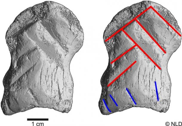 Micro-CT scans of the engraved bone and interpretation of the six lines in red that shape the chevron symbol. Highlighted in blue is a set of sub-parallel lines. (Image: Courtesy Lower Saxony Office for Heritage / Nature)