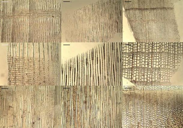 Microscopic images of sections of wood taken from Viking artifacts found in Newfoundland. (M. van Waijjen / Nature)