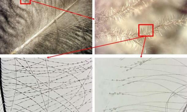 Miniscule barbules, the smallest branches of a feather, are examined under a microscope to identify the kind of bird. Here are two different birds. At bottom left is a rock ptarmigan, a type of game bird with rings around its barbules. At bottom right is a mallard with triangular growths at the ends of its barbules. Credit: Jørgen Rosvold, NTNU University Museum