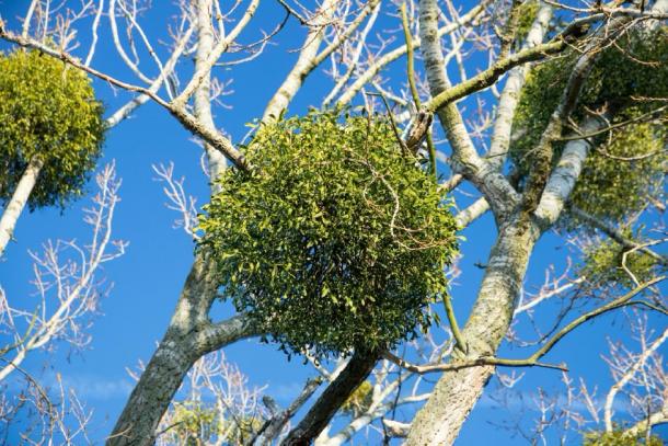 Mistletoe attached to the branches of a tree. Credit: unicusx / Adobe Stock