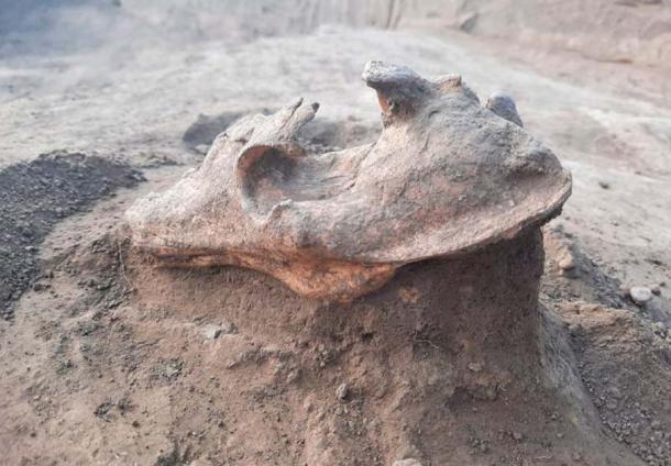 Moderately cleaned wolf skull found at site. (B. S. Szmoniewski/Science in Poland)