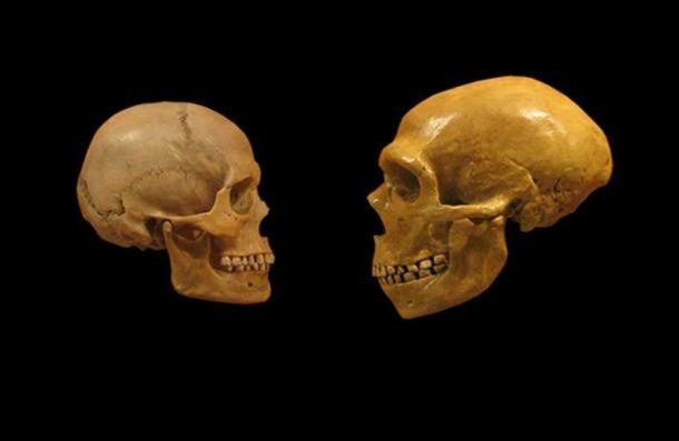 Comparison of Modern Human and Neanderthal skulls from the Cleveland Museum of Natural History. (Deriv) ( CC BY SA 2.0 )