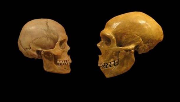 Comparison of Modern Human and Neanderthal skulls.