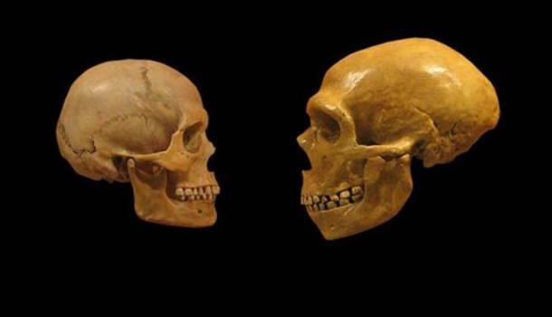 Comparison of Modern Human and Neanderthal skulls.