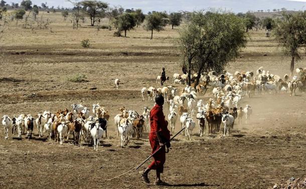 Modern Maasai herdsman herding goats in Serengeti, Kenya 