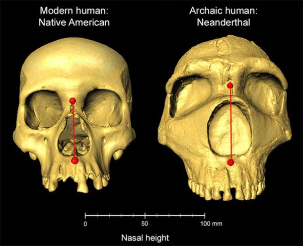 Современные человеческие и архаичные черепа неандертальцев соседствуют друг с другом, демонстрируя разницу в высоте носа. (Д-р Каустубх Адхикари, UCL / Nature)