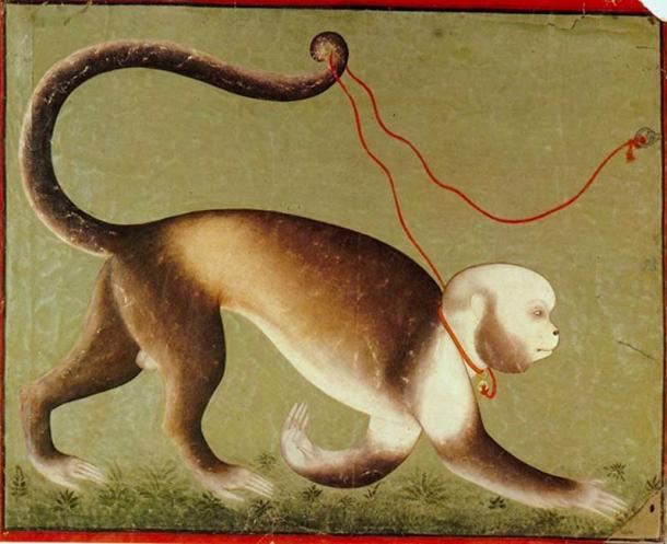 Rani's Southamerican Monkey. Mewar, ca. 1700, anonymous