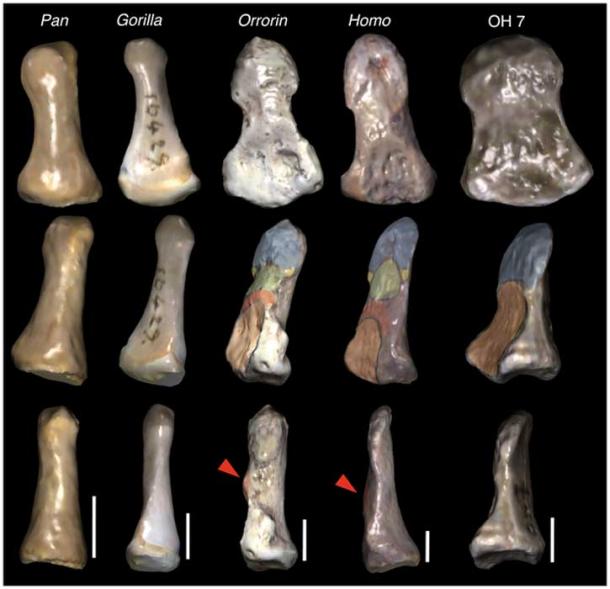 Morphological comparisons of pollical distal phalanges in African apes, extant humans and selected hominins. (2010 Almécija et al./CC BY 3.0) The main features related to human-like precision grasping are indicated in the middle row, whereas the palmarly protruding insertion for the flexor pollicis longus has been further signaled in lateral view (red arrows in the lower row). Although with several morphological differences, all the features related to refined manipulation in modern humans are already present in the late Miocene Orrorin.
