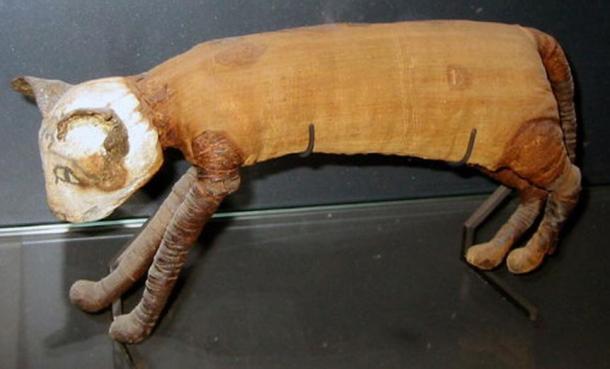 Mummified cat from Ancient Egypt.