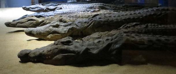 Mummified crocodiles, Aswan. 