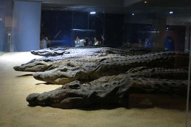 Mummified crocodiles at The Crocodile Museum, Aswan. (JMCC1 / CC BY-SA 3.0)