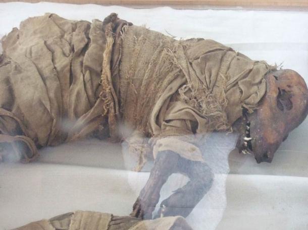 Mummified dog, Taggart School Museum, Assuyt, Middle Egypt 