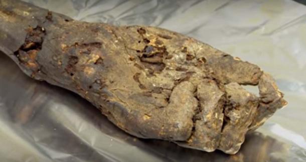 Mummified hand (circa 1000 BC) used as a source of ancient DNA