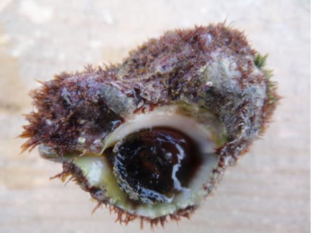 Murex trunculus is a medium-sized species of sea snail found on the north part of Israeli coastal plain near Tel Shikmona. The blue-colored flesh was used to create tekehelt. 