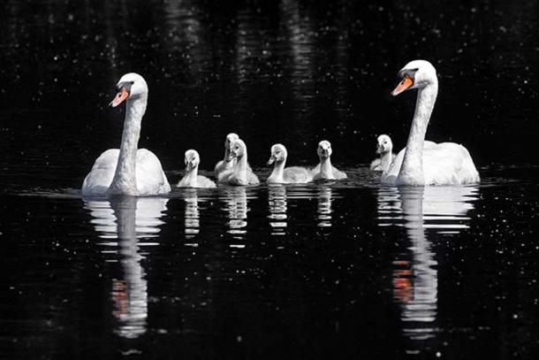 Mute swan (Cygnus olor) and cygnets, Wolvercote Lakes, Oxford. (Charles J Sharp/CC BY SA 4.0)