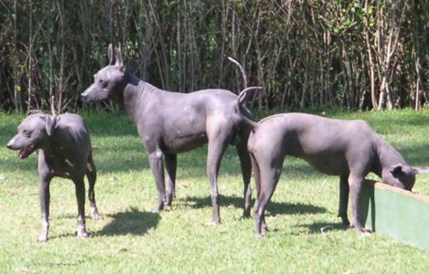 Figure 2. Native hairless dogs of Mexico