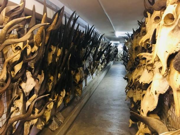 Natural history museums hold a wealth of information, some of which can only be tapped through new biomolecular methods. Scientists analyze modern and fossil animal skeletons to ask questions about the past using ancient proteins. Mary Prendergast at National Museums of Kenya, CC BY-ND / The Conversation