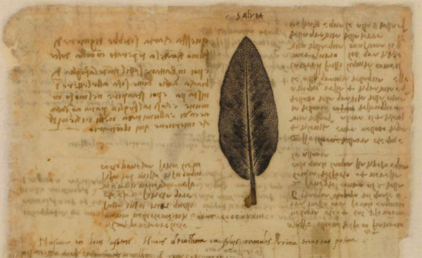 Estampa natural de una hoja de Salvia, con texto en escritura espejo, común en sus cuadernos personales. (Dominio publico)