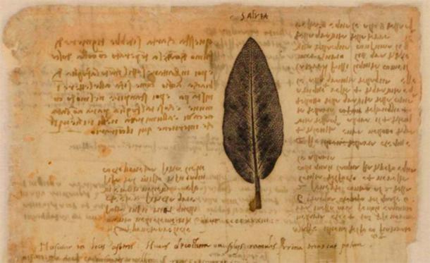 Nature printing of a leaf of Salvia, with text in mirror writing, common in his personal notebooks. (Public Domain)