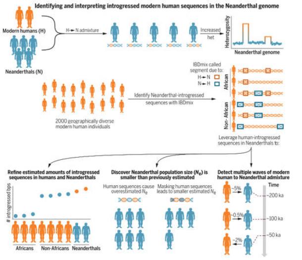 Geneticists Display How Neanderthals By no means In reality Went Extinct